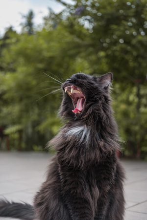 Domestic long haired black cat sitting outdoor in the garden. Sleepy yawn with teeth visible.
