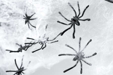 Many black small spiders on cobweb as a Halloween background.の写真素材