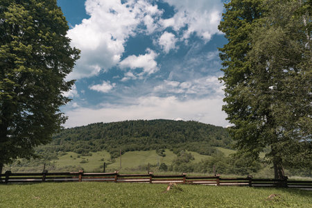 Hill with dense coniferous forest. View through tall trees. Dramatic sky.