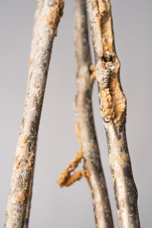 Old worn out immersion heating element cracked and covered with limescale. Closeup with shallow...