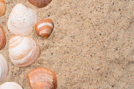 Seashells on a golden beach sand. Summer seaside travel concept. Copy space on the right.