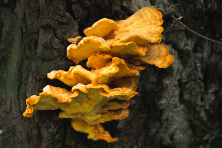 Yellow bracket fungus (Laetiporus sulphureus) growing on a tree.
