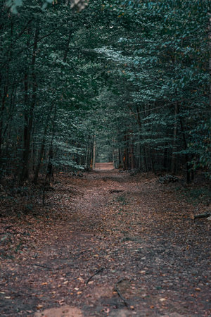 Neglected path in the forest at dusk. Vertical orientation