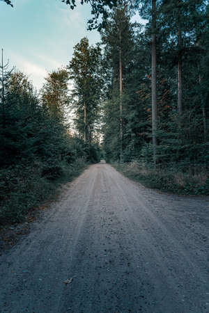 Logging road or path in the forest at dusk. Vertical orientationの写真素材