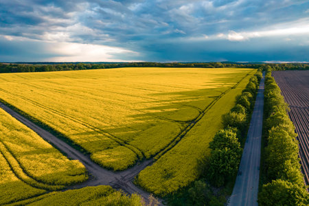 Aerial view of road between raw plowed and yellow rape fields during sunset. Dramatic skyの写真素材