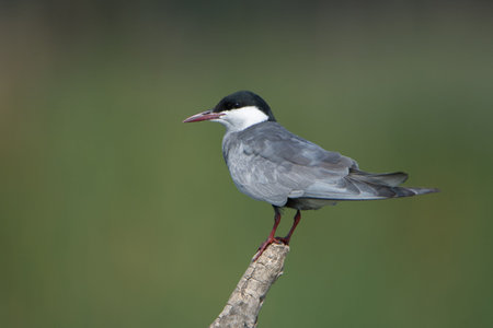 Whiskered Tern on a perch - Marievale Bird Sanctuary, Benoni, Gauteng, South Africa