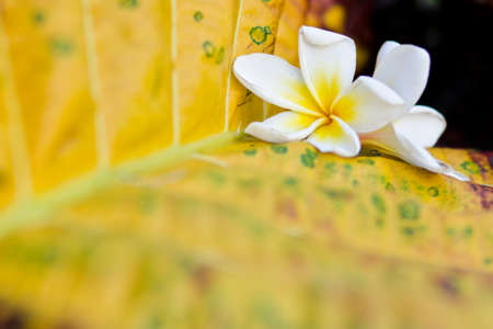 Flowers and Leafの写真素材