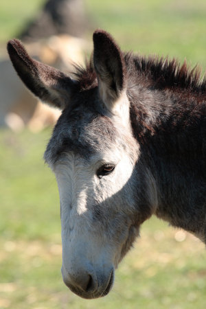 portrait head of an donkey in the nature of grass backscatter