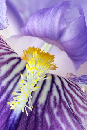 detail of iris germanica violet with its stamens and pollen in the foregroundの写真素材