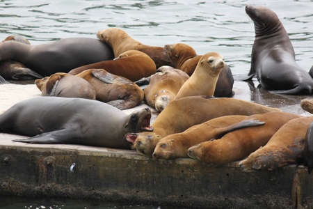 A herd of Sealsの写真素材