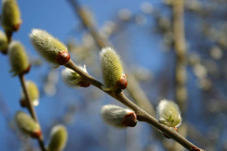coming springの写真素材