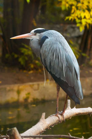 wild lookの写真素材