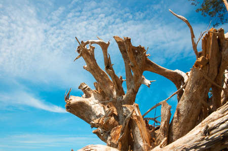 greater snag and blue skyの写真素材