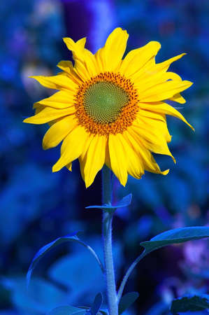 sunflower in blueの写真素材
