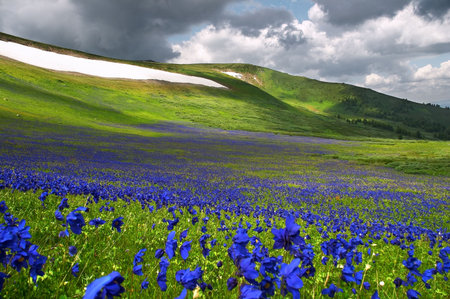 Flowers field and white ICE from ALtayの写真素材