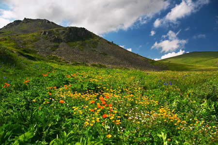 Flowers and mountains, Altayの写真素材