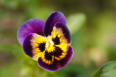 flowers eyesの写真素材