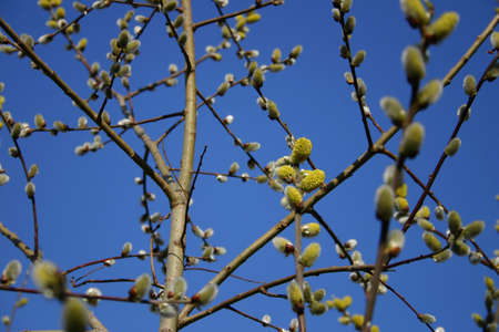 Bud of pussy-willowの写真素材