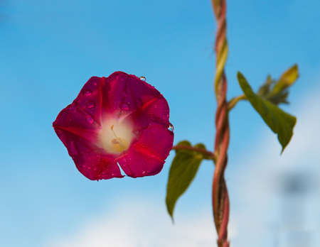 Red flower and blue skyの写真素材