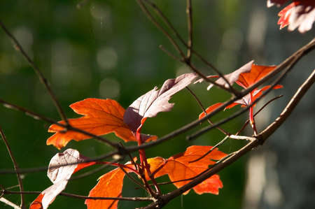 Autumn and red Leavesの写真素材