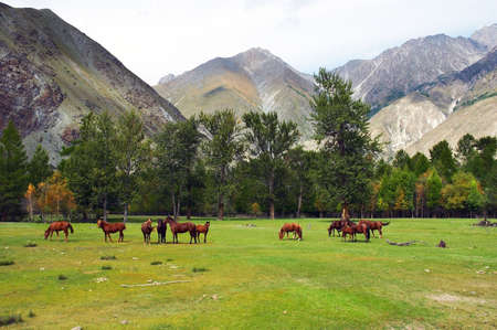Green field, mountains and horses, Altayの写真素材