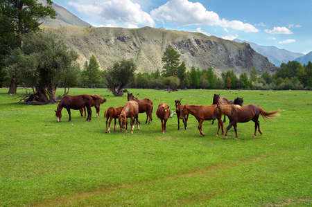 Green field, mountains and horses, Altayの写真素材