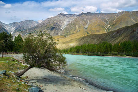 Poplar, turquoise river and mountains, Altayの写真素材
