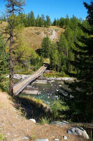 Bridge, firs and river. Altayの写真素材