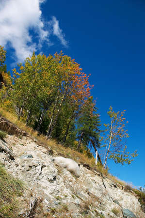 mountainside, trees and blue sky. Altayの写真素材