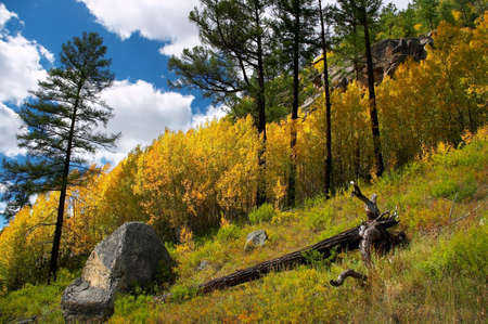 yellow aspen and green firの写真素材