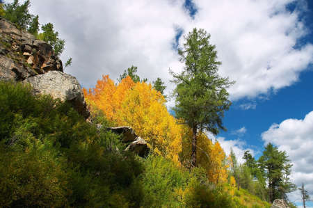 yellow aspen and green firの写真素材