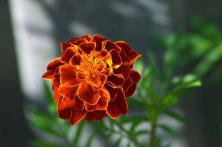 beautiful flowerの写真素材