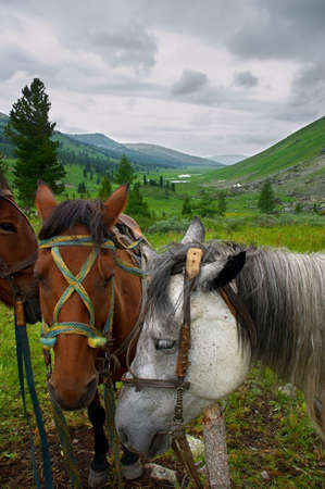 two hosers and mountainsの写真素材