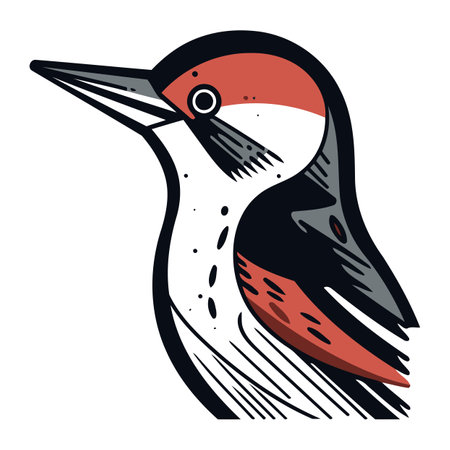 Vector image of a woodpecker isolated on a white background.のイラスト素材