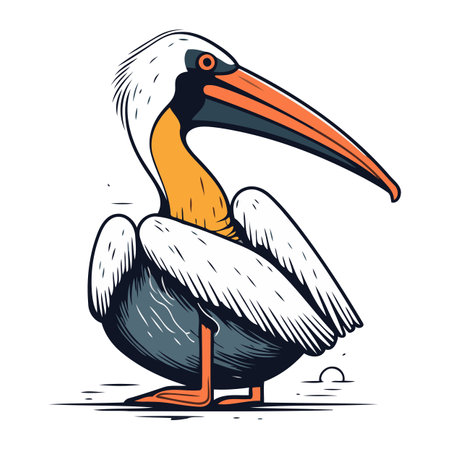 Pelican vector illustration. Isolated on white background. Vector illustration.のイラスト素材