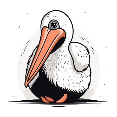 Pelican vector illustration. Hand drawn pelican isolated on white background.のイラスト素材
