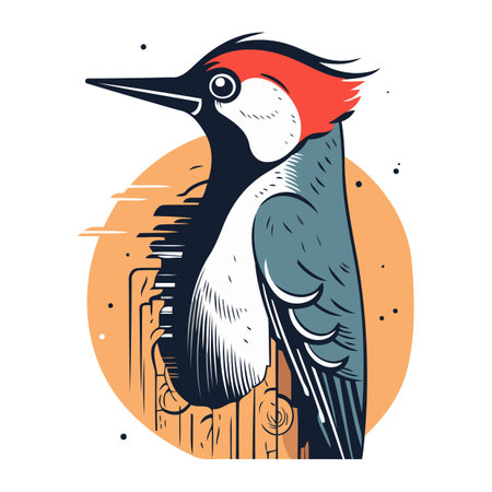 Dendrocopos major. Woodpecker vector illustration.のイラスト素材