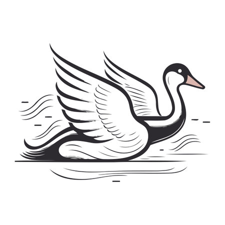 Swan on the water. Vector illustration isolated on white background.のイラスト素材