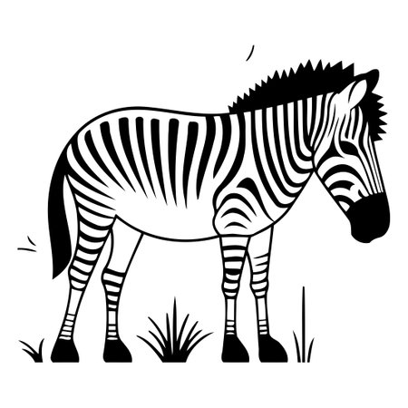 Zebra. Vector illustration in flat style. Isolated on white background.のイラスト素材