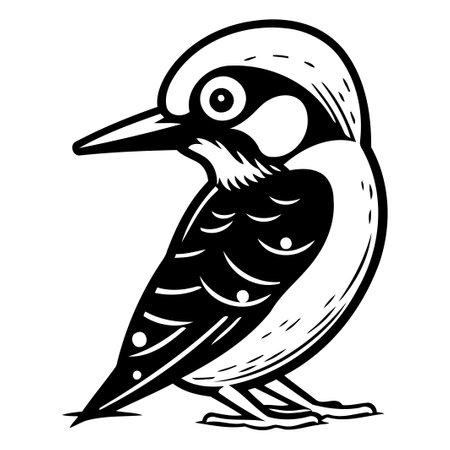 Dendrocopos major. Woodpecker. Vector illustrationのイラスト素材