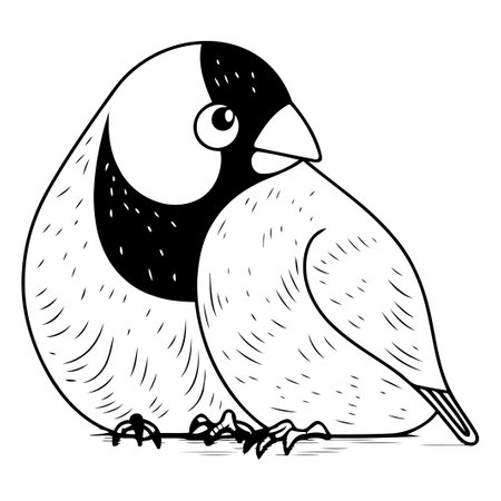 Bullfinch vector illustration. Hand drawn doodle style.のイラスト素材