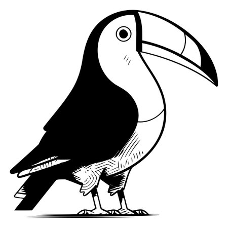 Toucan vector illustration. Hand drawn toucan isolated on white background.のイラスト素材