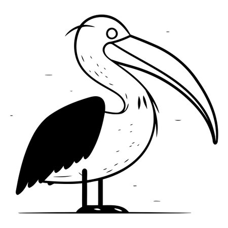 Pelican bird. Vector illustration of a pelican bird.のイラスト素材