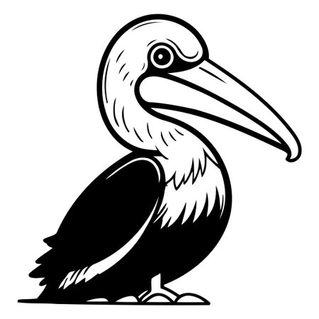 Pelican vector illustration. Cartoon pelican isolated on white background.のイラスト素材