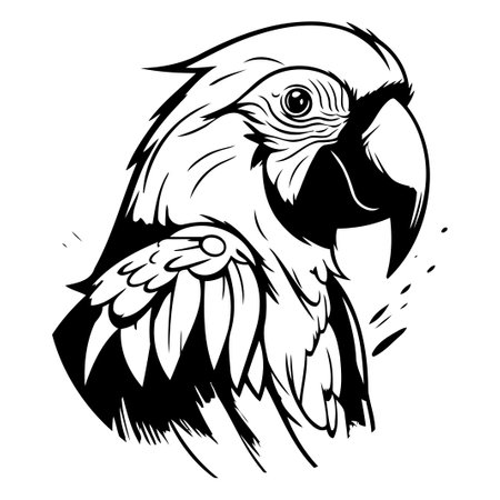 Colorful macaw parrot vector illustration isolated on white background.のイラスト素材