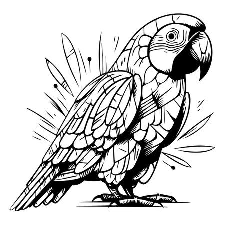 Parrot. Hand drawn vector illustration. Isolated on white background.のイラスト素材