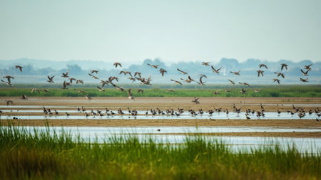 Flock of birds flying over marsh, some wadingの素材