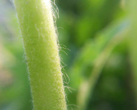 green nature leavesの写真素材