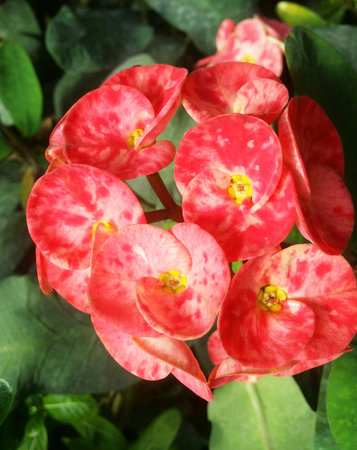 Red details flower