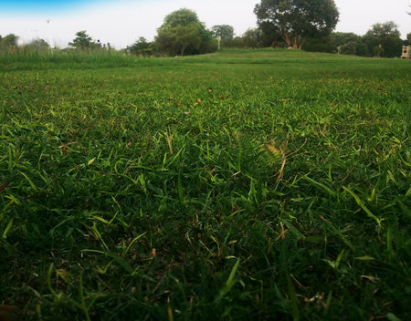 green grass in park